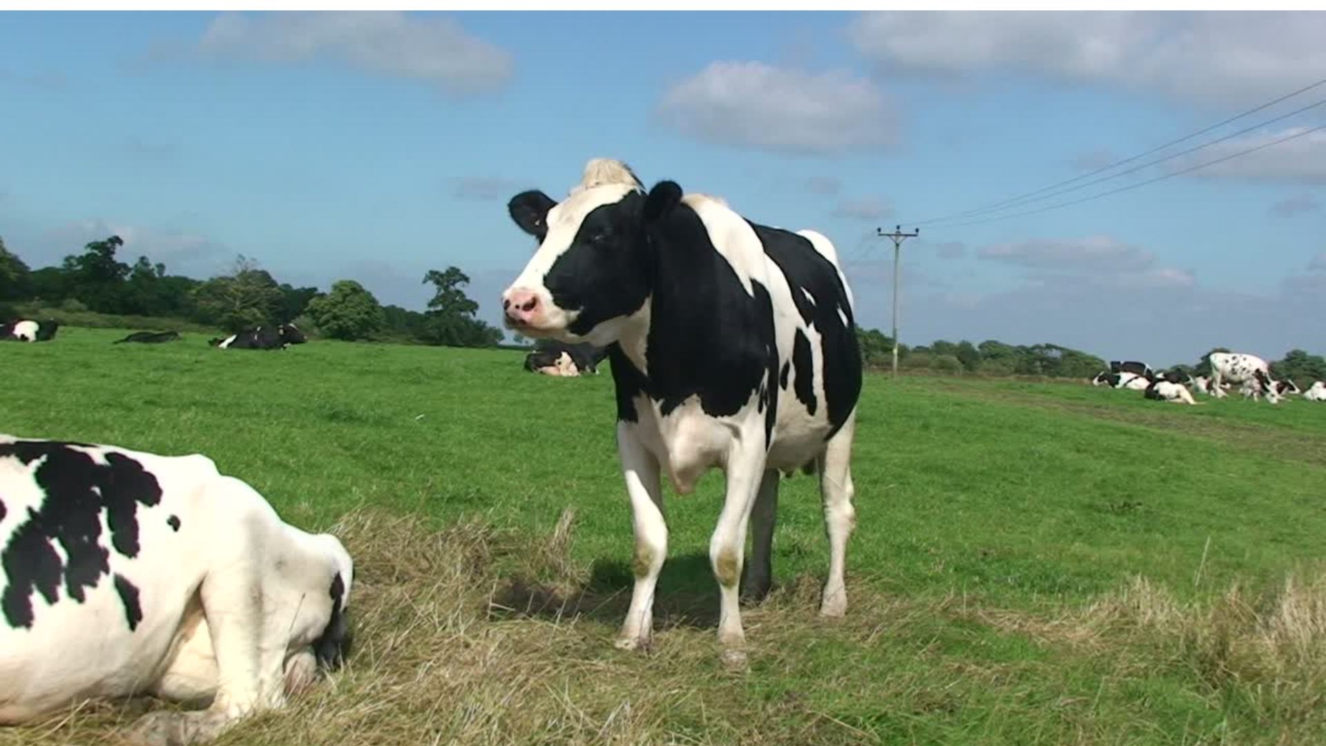 父の時代の牧場