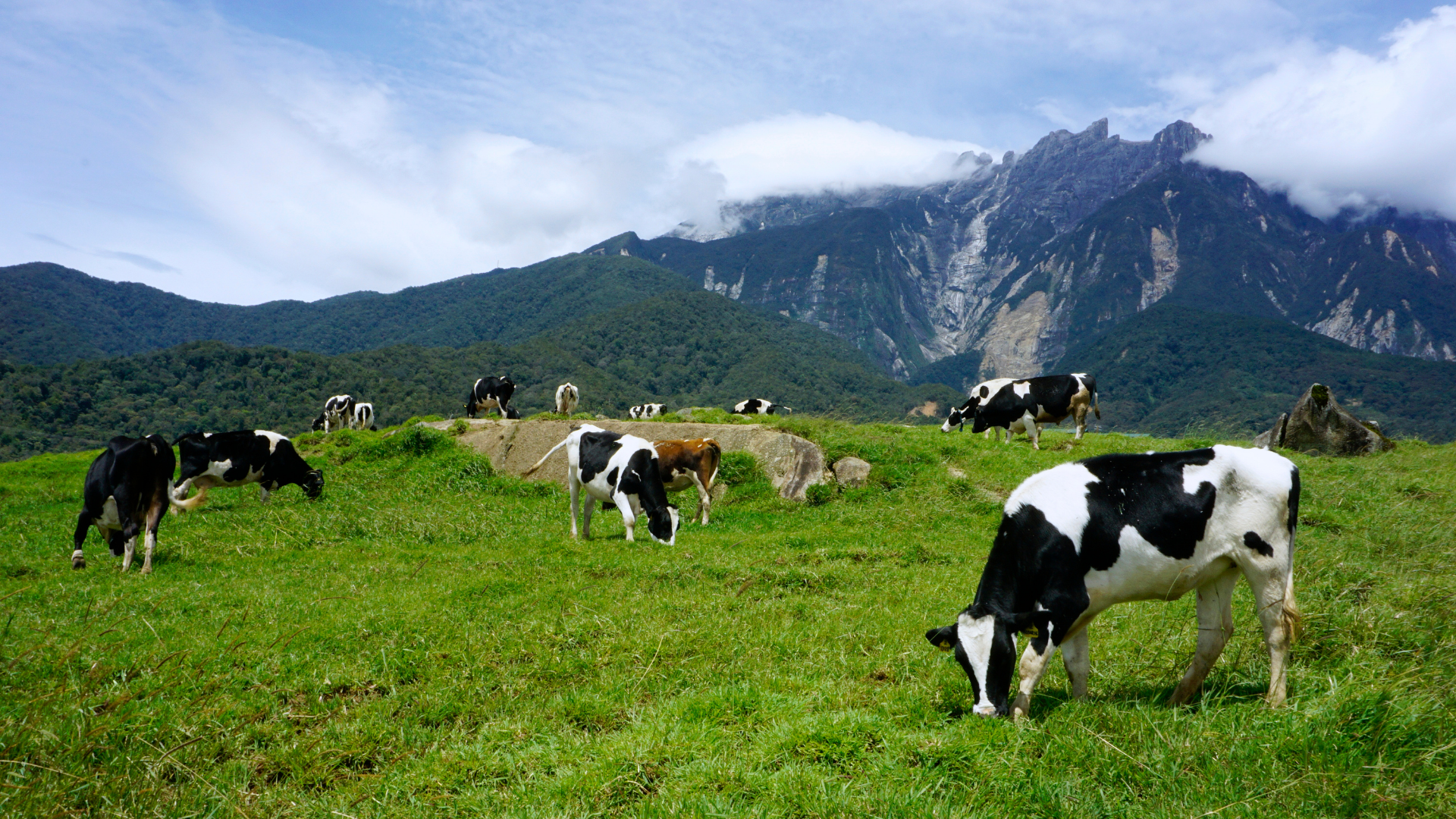 祖父の時代の牧場
